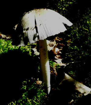 Coprinus fotog.01.06.2010.